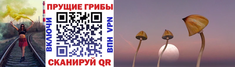 площадка клад Кедровый Галлюциногенные грибы Cubensis